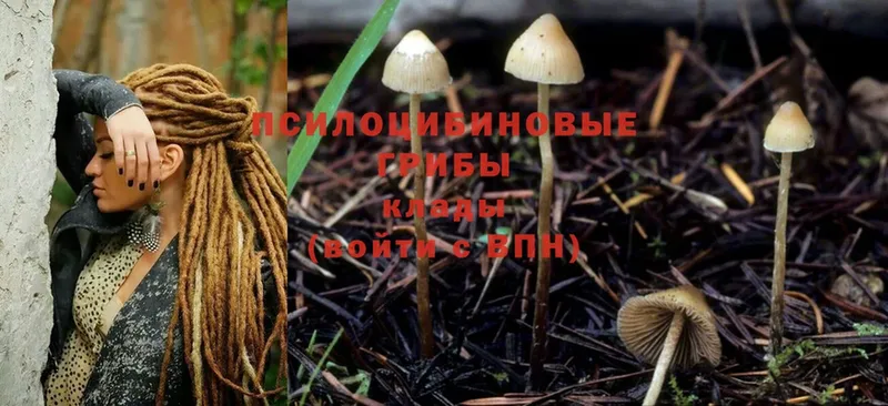 Галлюциногенные грибы Psilocybine cubensis  Заозёрск 